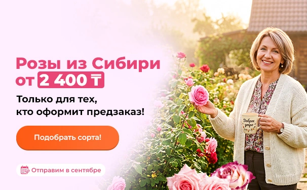 Розы из Сибири от 2400 тенге. Только для тех, кто оформит предзаказ! Отправим в сентябре