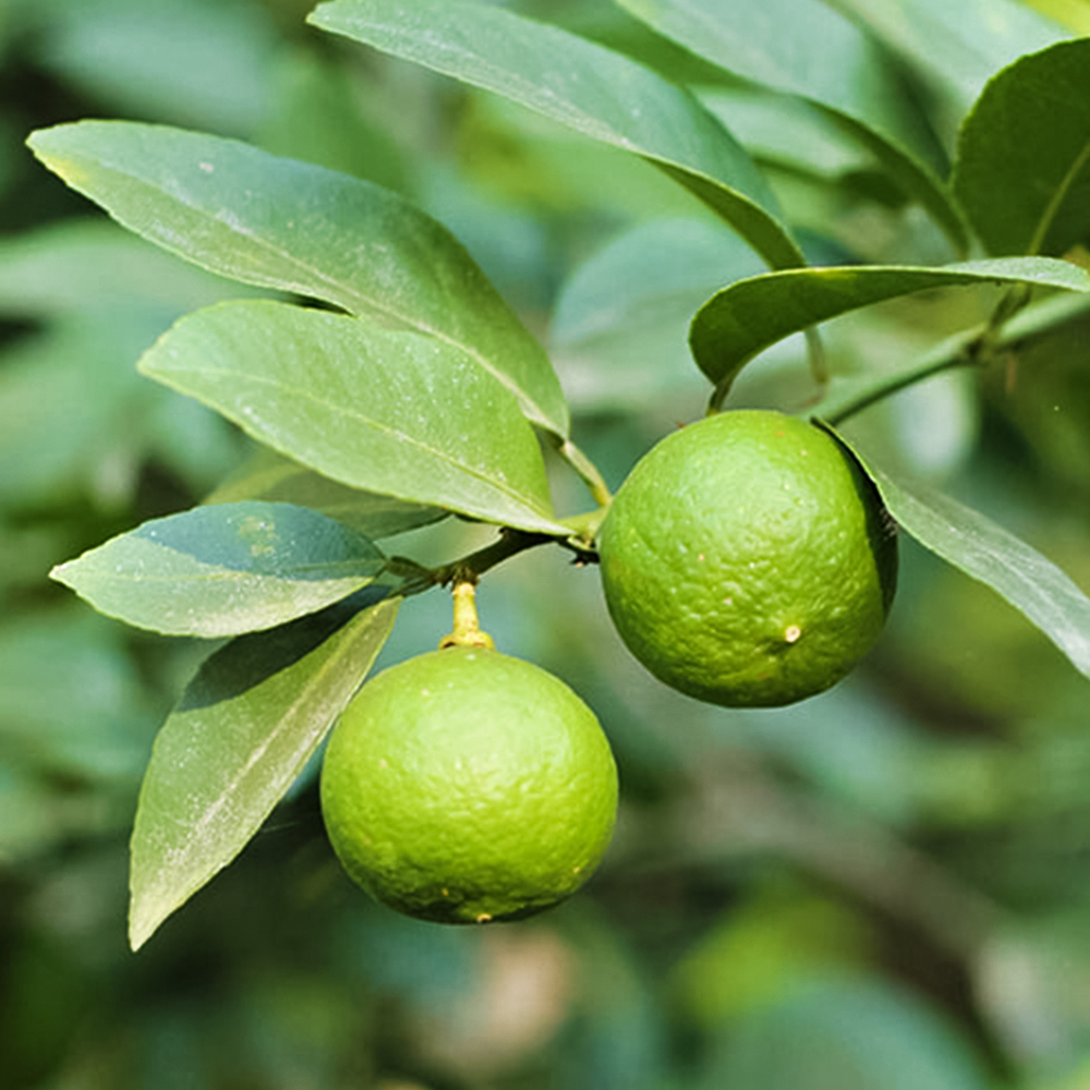Лайм комнатный неприхотливый Мексиканский