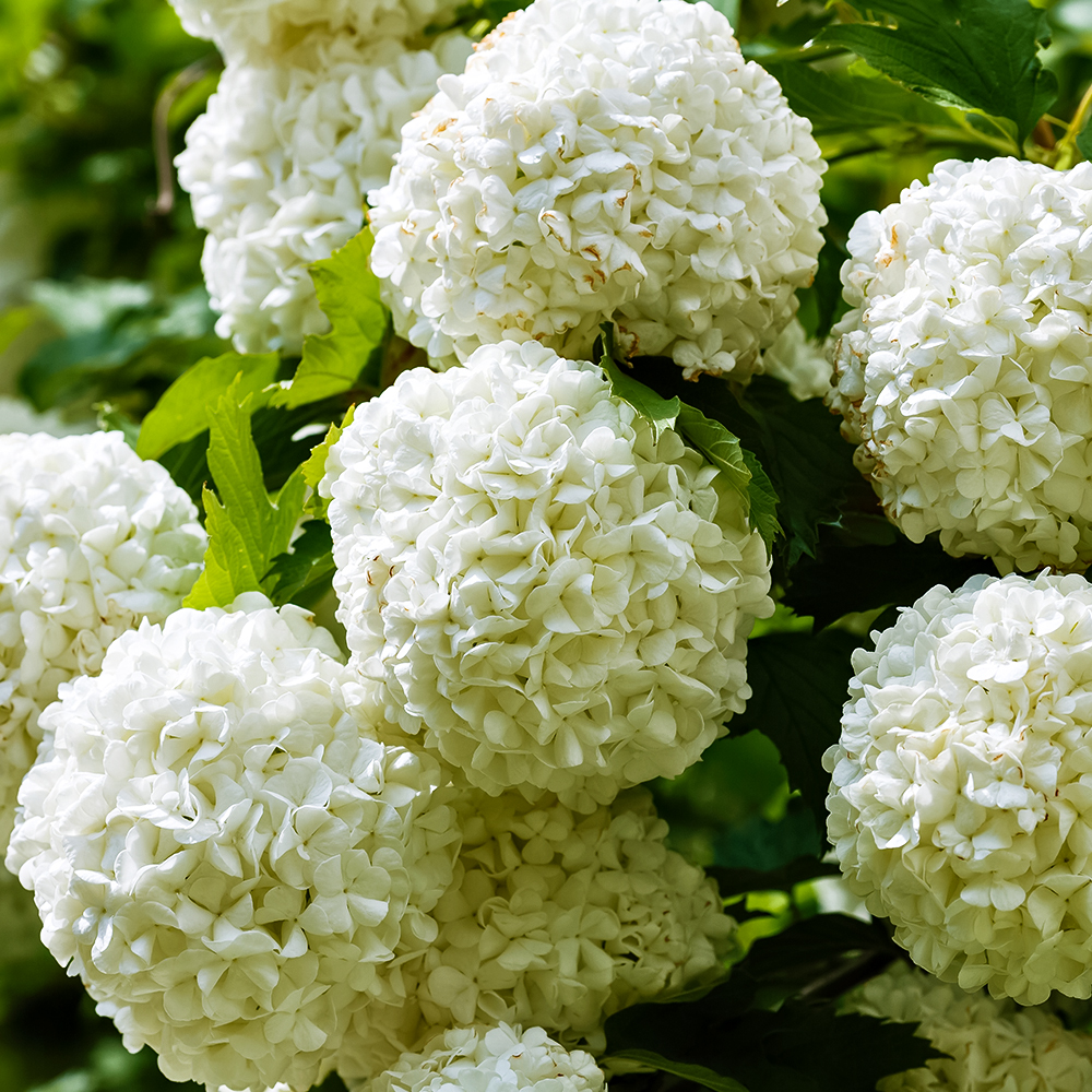 Калина обыкновенная Розеум (Бульденеж розовая) № 1