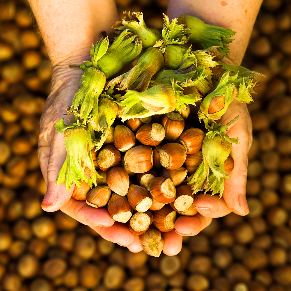 Фундук самоплодный Косфорд № 1