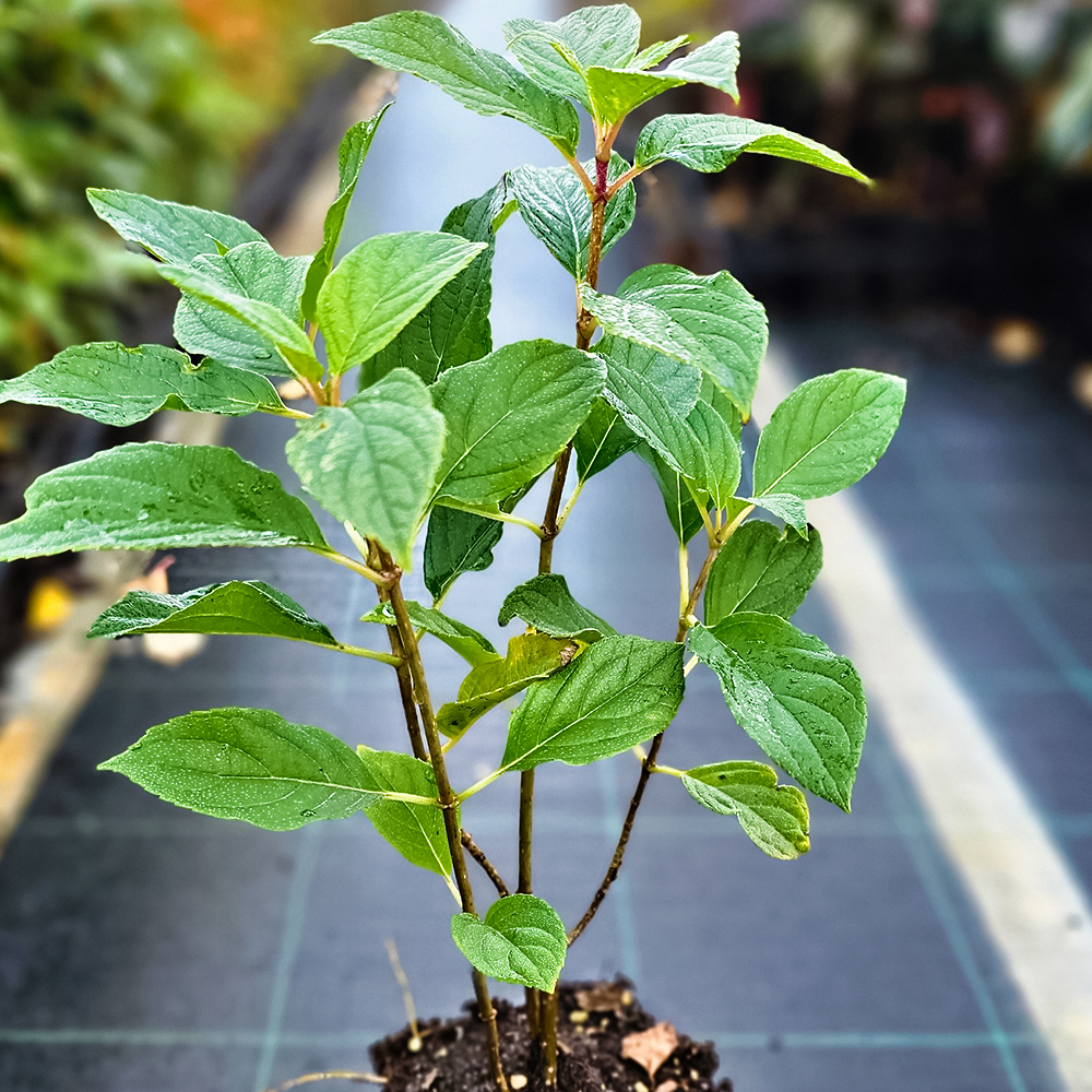 Гортензия метельчатая малоуходная Геркулес