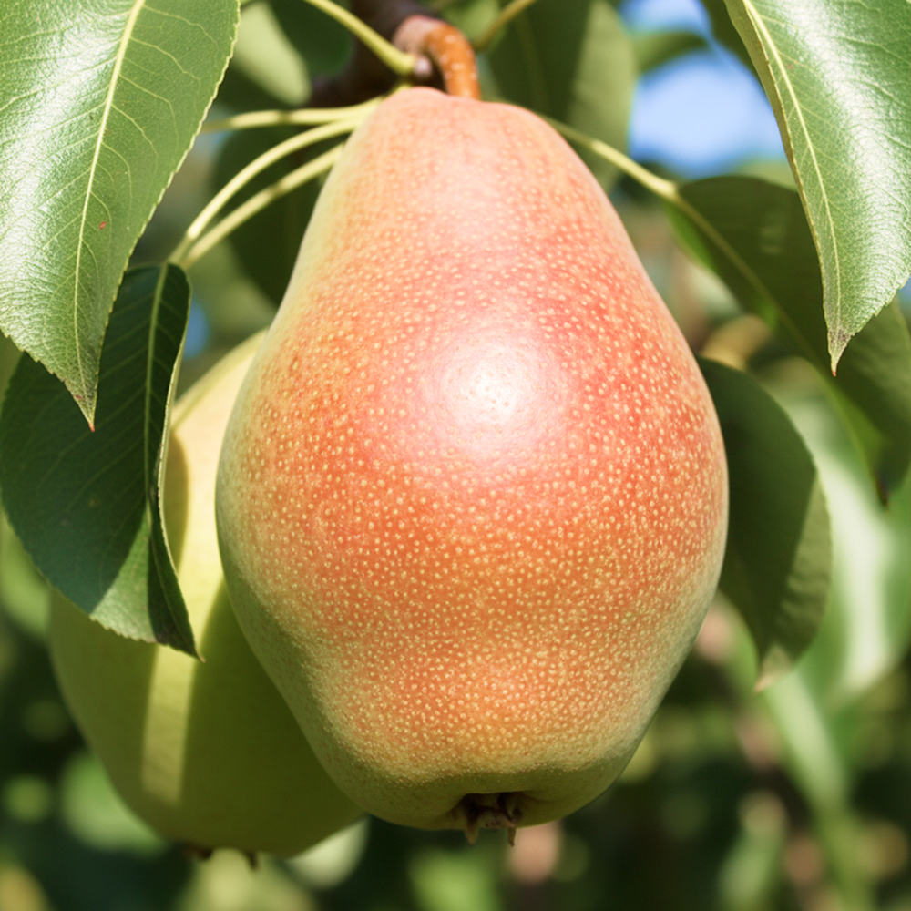 Груша для сложного климата Киргизская № 1