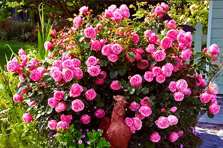 Кустовые розы для холодного климата: лучшие сорта и особенности ухода