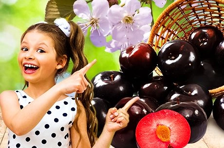 Меж двух вкусов: интересное о гибриде Омская ночка Меж двух вкусов: интересное о гибриде Омская ночка