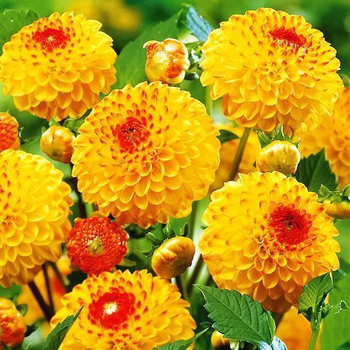 Георгина шаровидная Санни Бой № 1