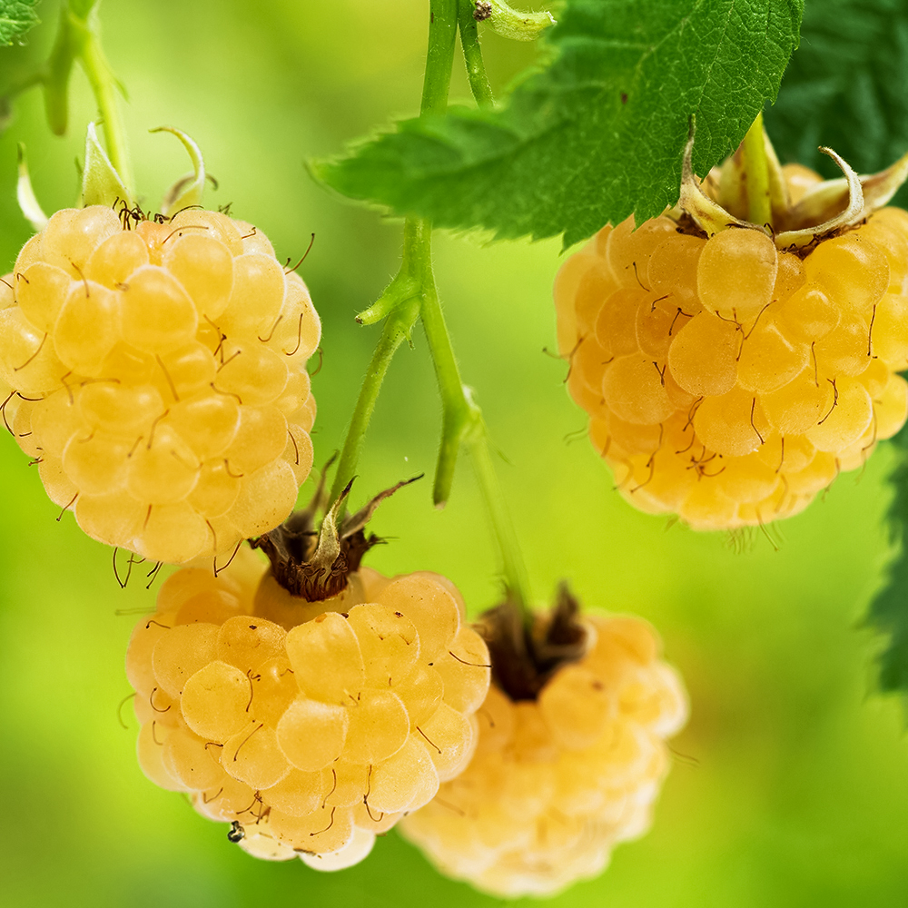 Малина ремонтантная со вкусом ананаса Фолголд