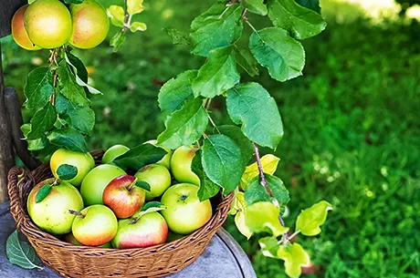 Выбираем сорта колоновидной яблони для Подмосковья и схожего климата