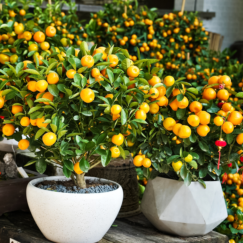 Мандарин комнатный без косточек Уншиу