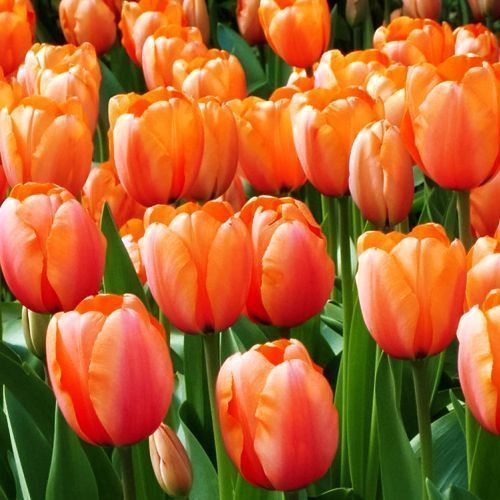 Тюльпан Дарвина Эприкот Импрешн № 1