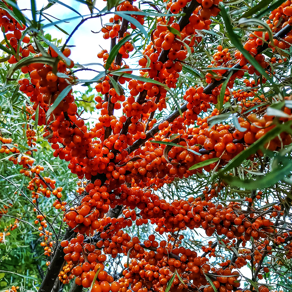 Облепиха Красноплодная № 1