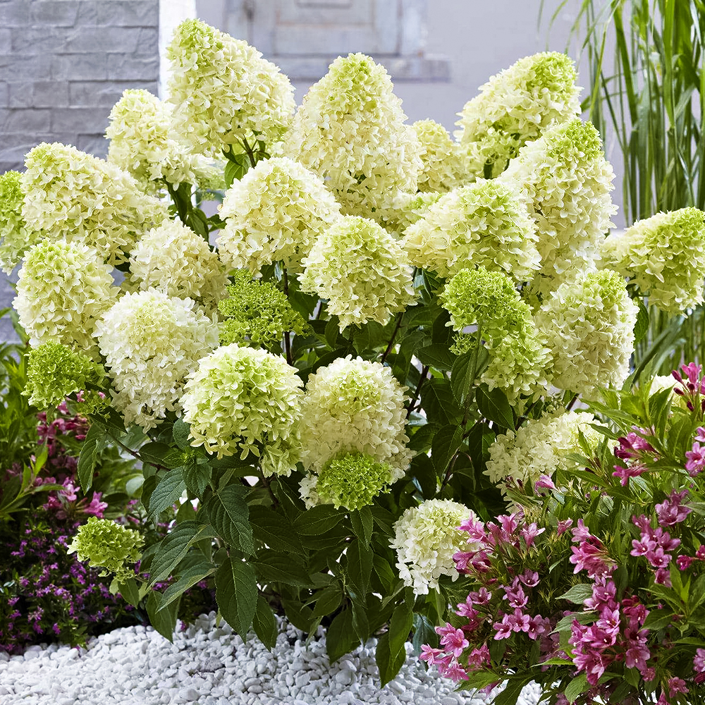 Гортензия метельчатая горшечная Скайфолл № 1