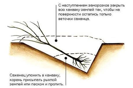 Как сохранить саженцы до весны Как сохранить саженцы до весны