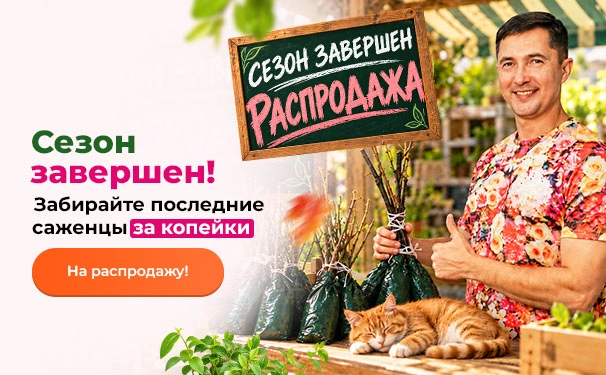 Сезон завершен! Забирайте последние саженцы за копейки