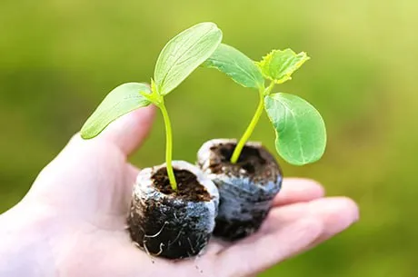 Базовый минимум: когда высаживать первую рассаду?