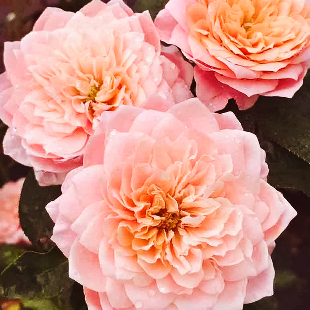 Роза чайно-гибридная жаростойкая Микото № 1