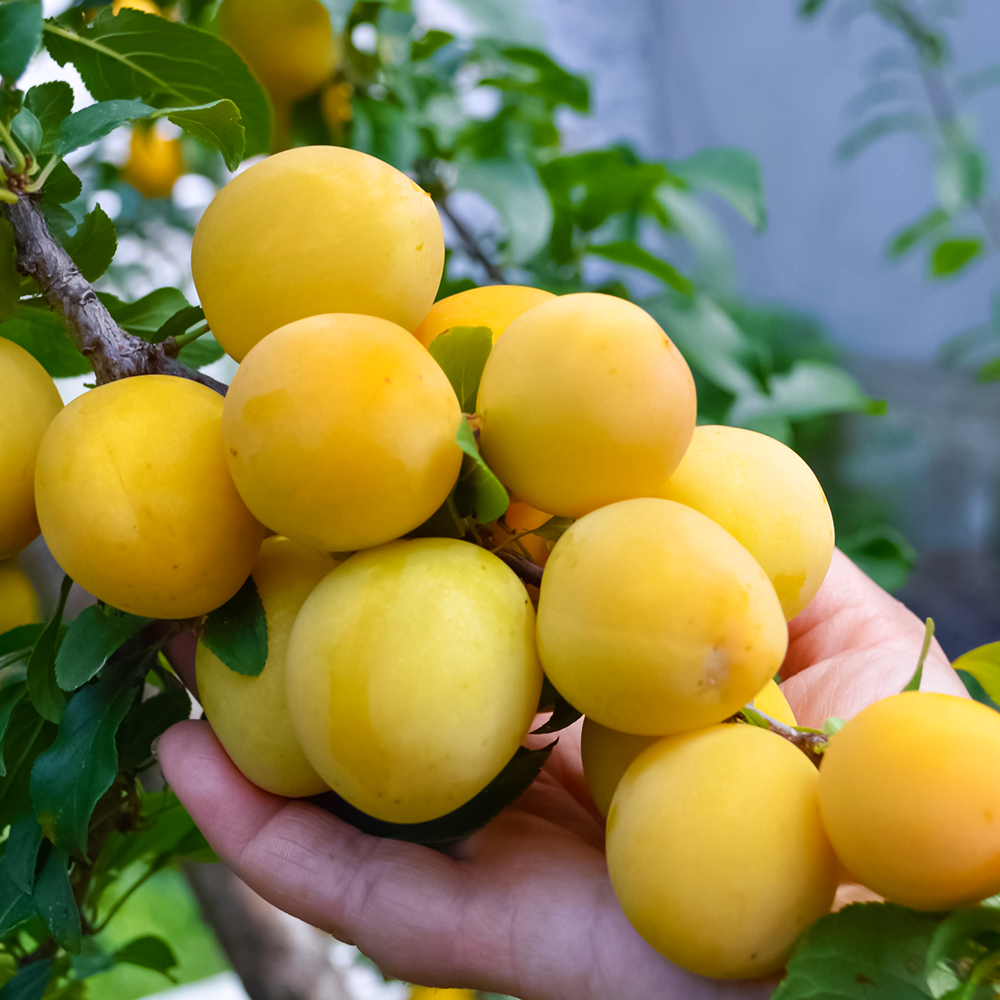 Слива низкорослая для севера Белоснежка № 1