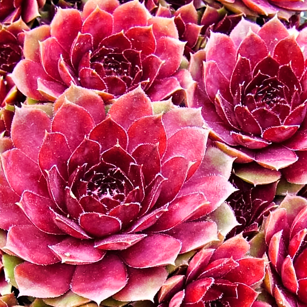 Молодило Биг Сем Пинк Помело № 1