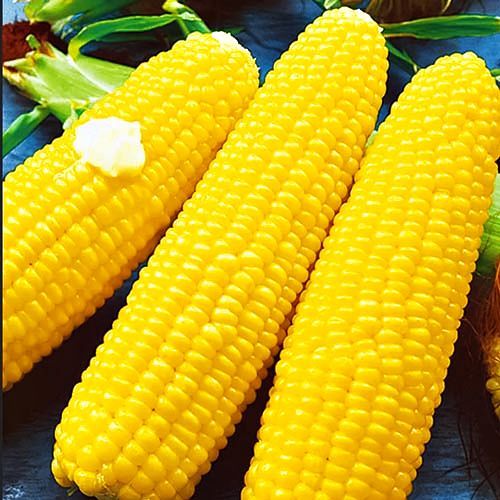 Кукуруза Детское лакомство Аэлита