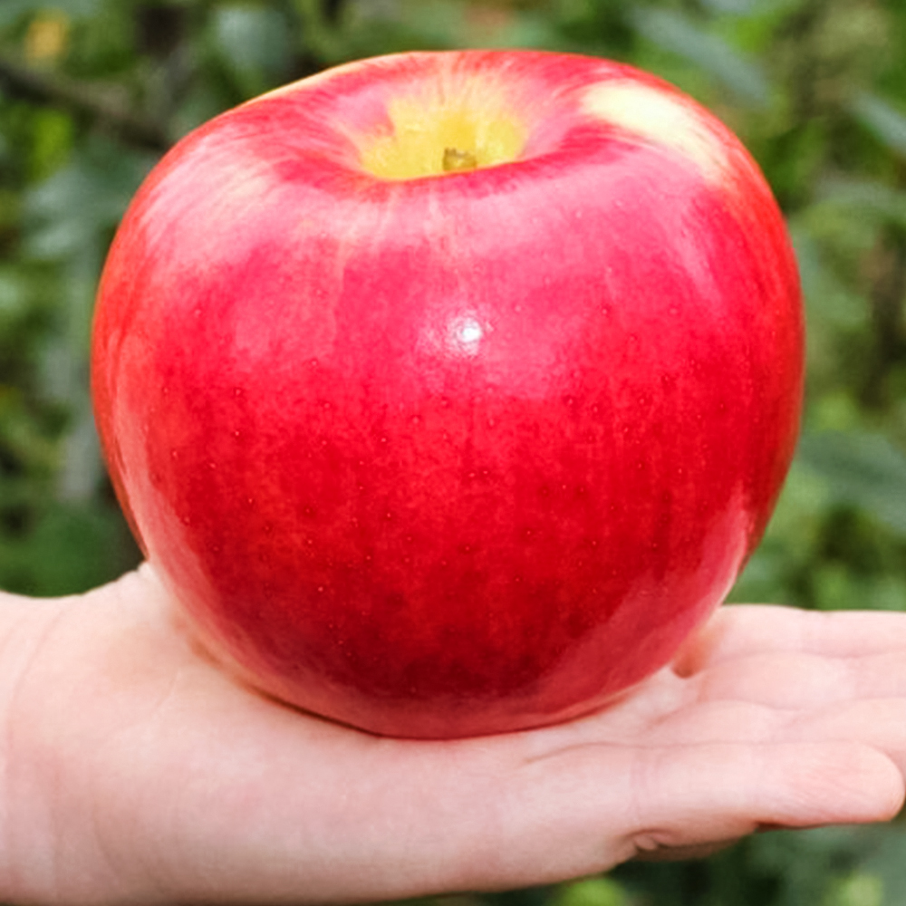 Яблоня для новичков Энтерпрайз № 1