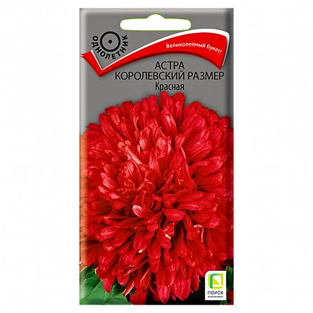 Астра Королевский размер красная Поиск № 1
