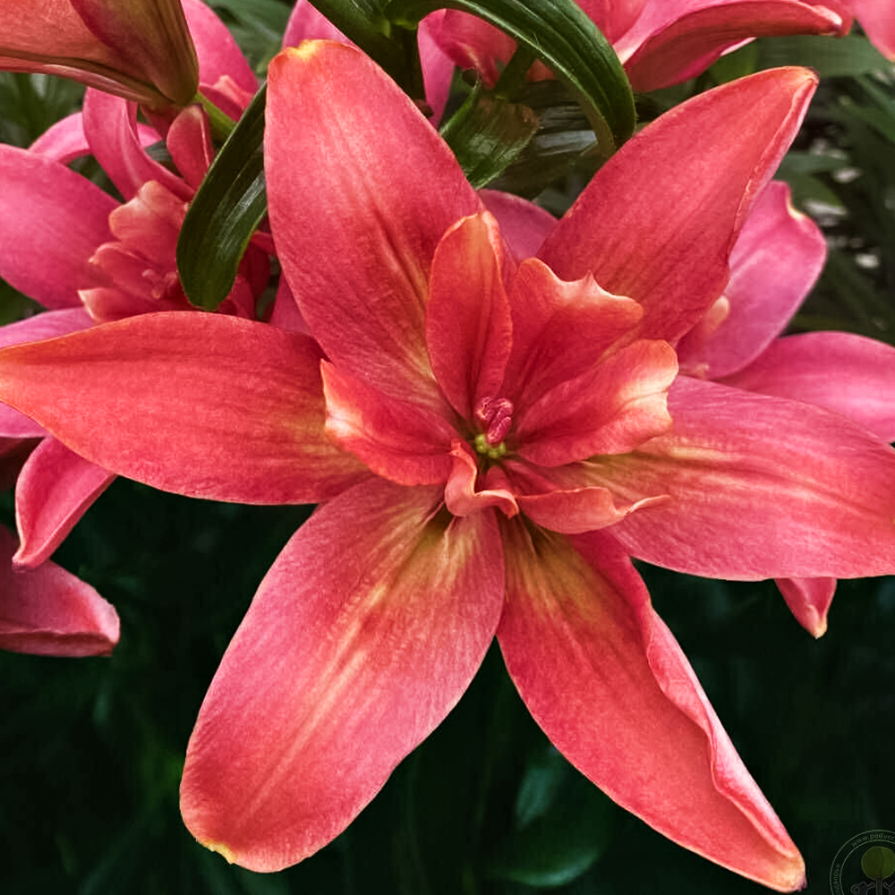 Лилия азиатская Хотпантс № 1