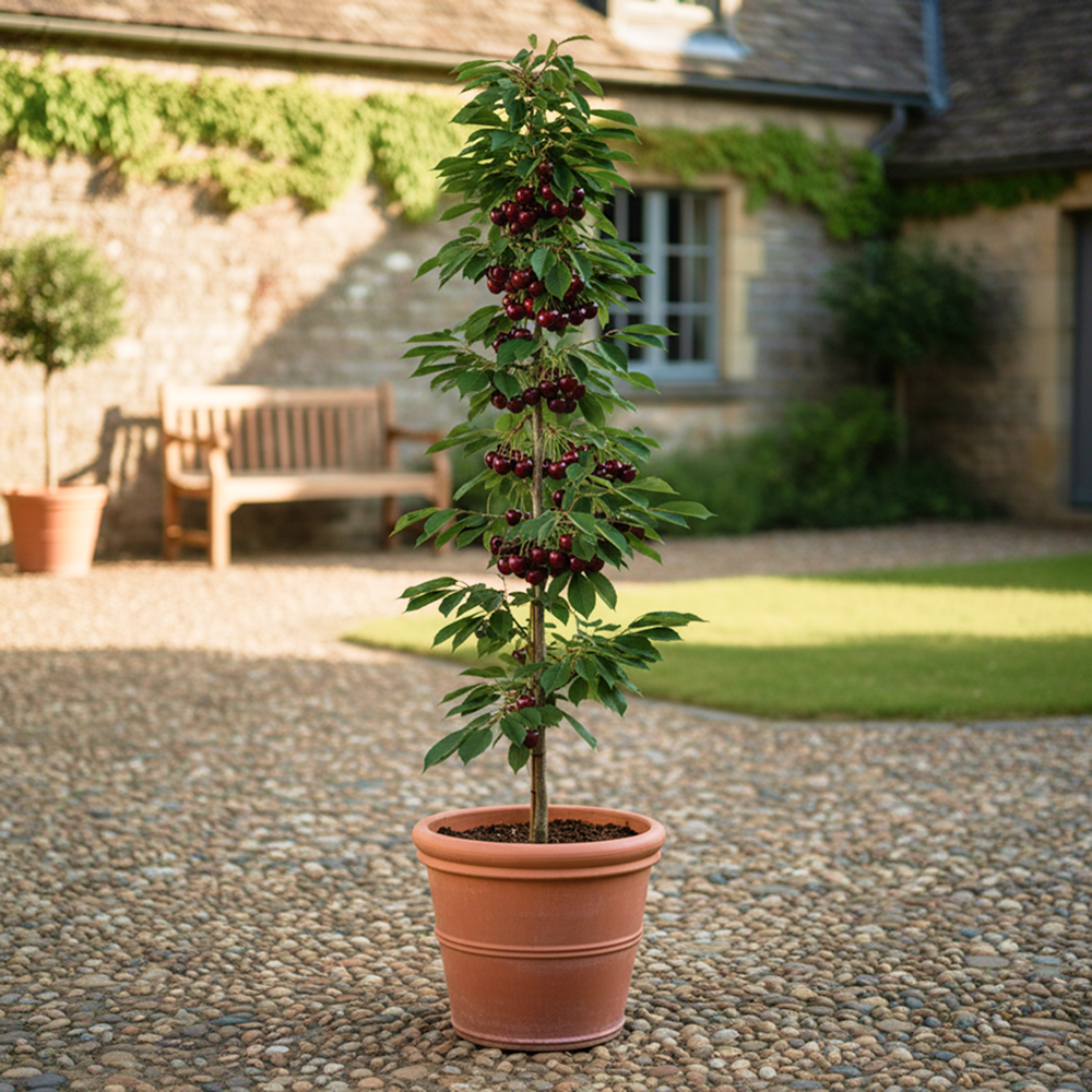 Черешня колоновидная Хелена № 1