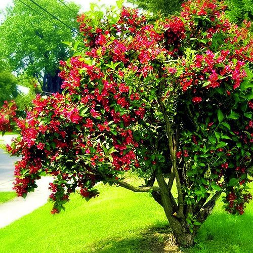 Вейгела цветущая Бристоль Руби № 1