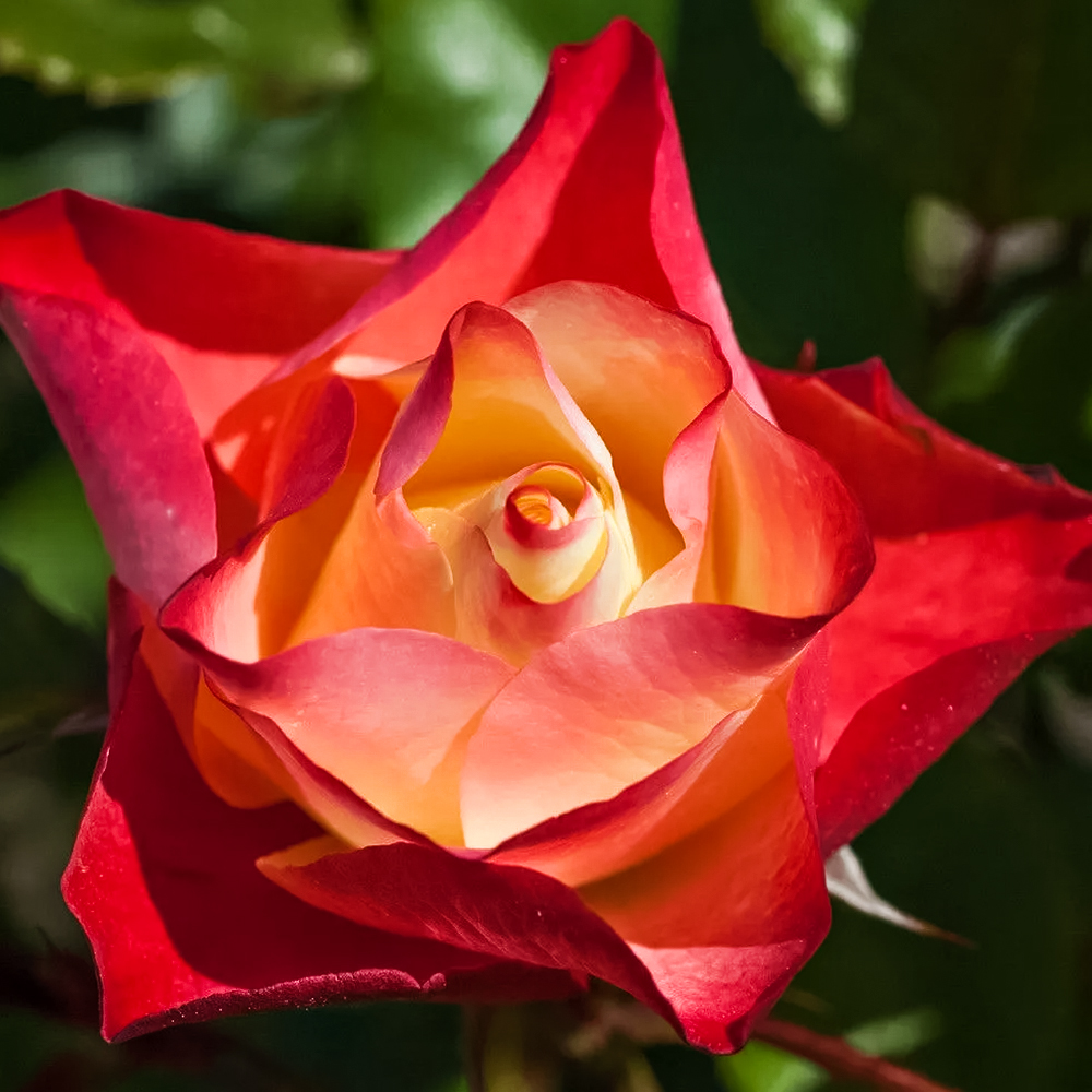 Роза флорибунда Оригами № 1