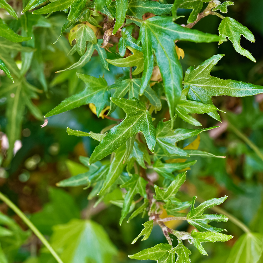 Плющ (хедера) для дома и сада Криспи № 1