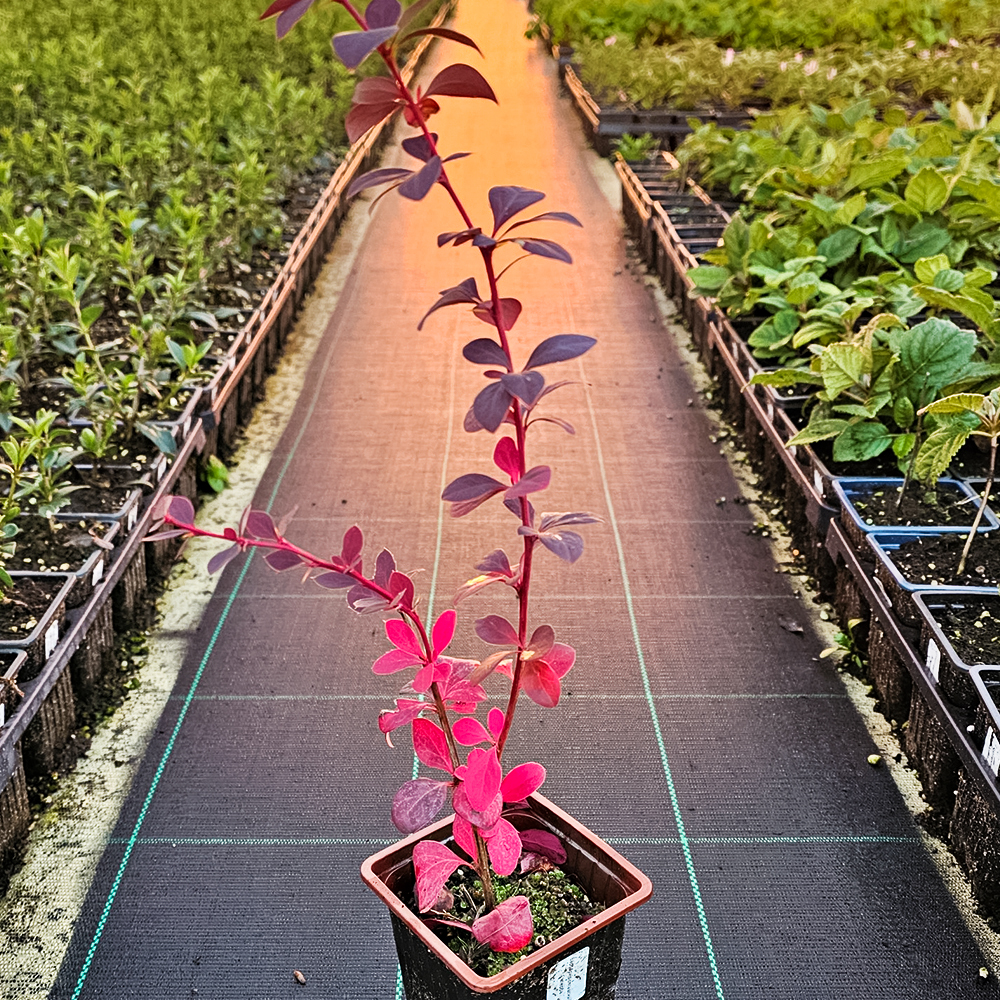 Барбарис Тунберга карликовый Конкорд