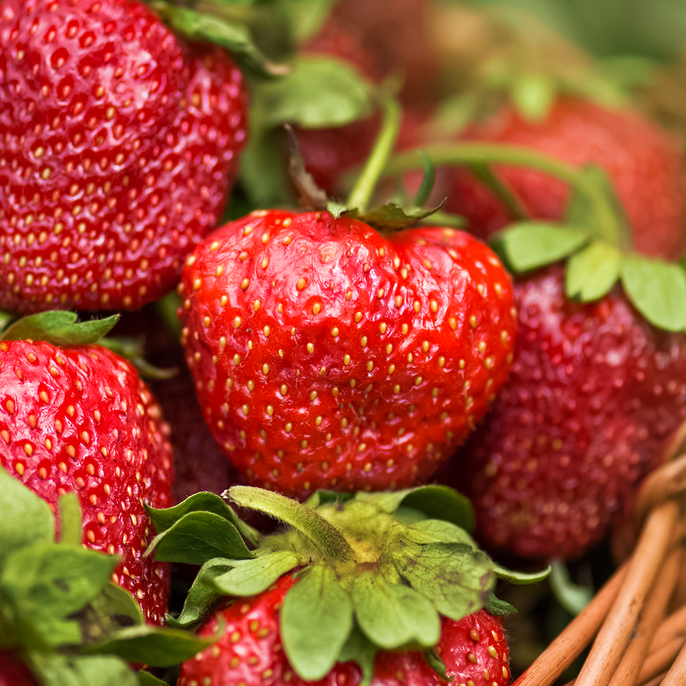 Земляника ремонтантная (крупноплодная) для севера Русский размер, 5 саж. № 1