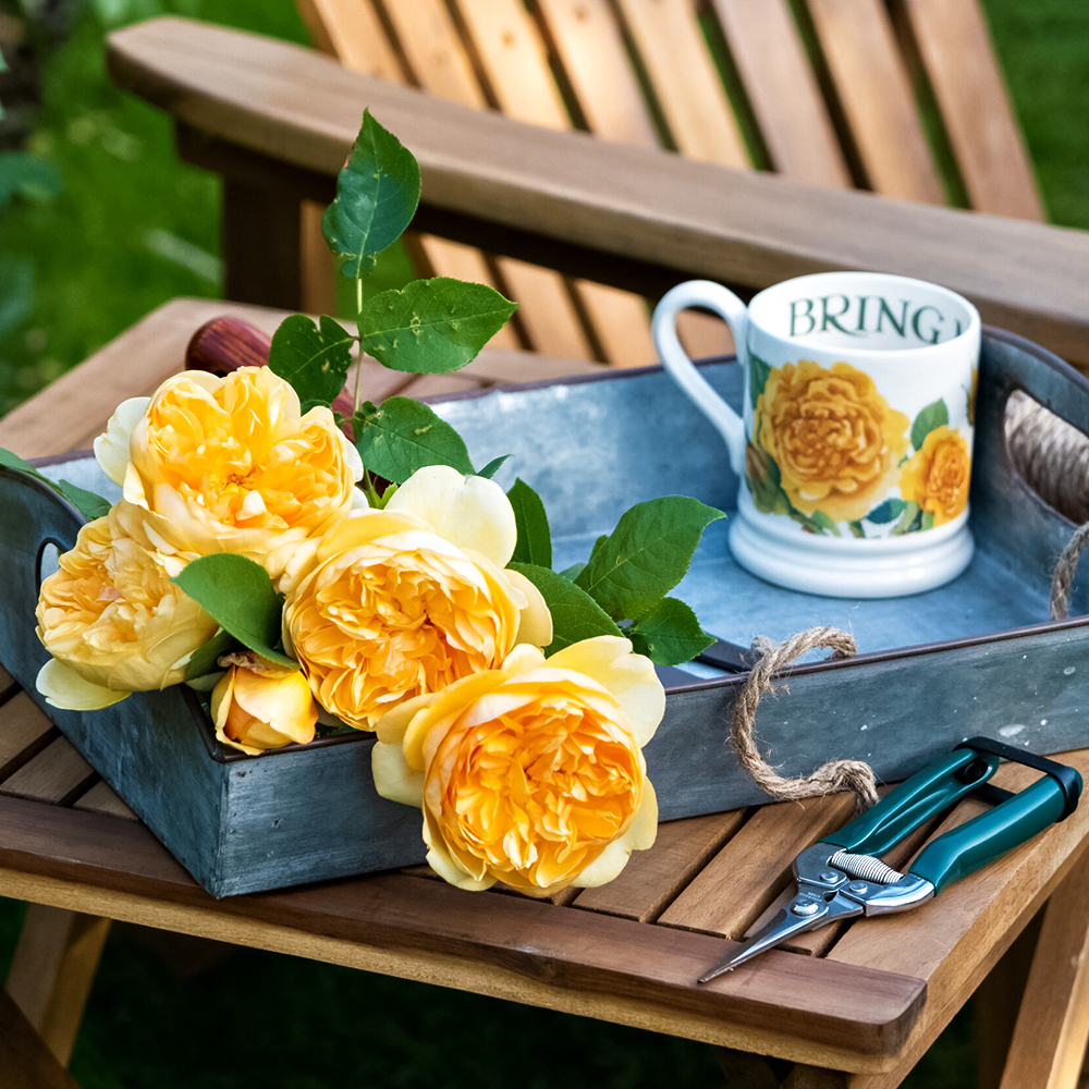 Роза английская долгоцветущая Бринг Ми Саншайн