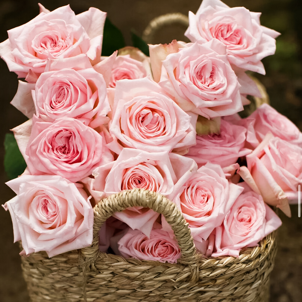 Роза чайно-гибридная премиум парфюм Пинк Охара № 1