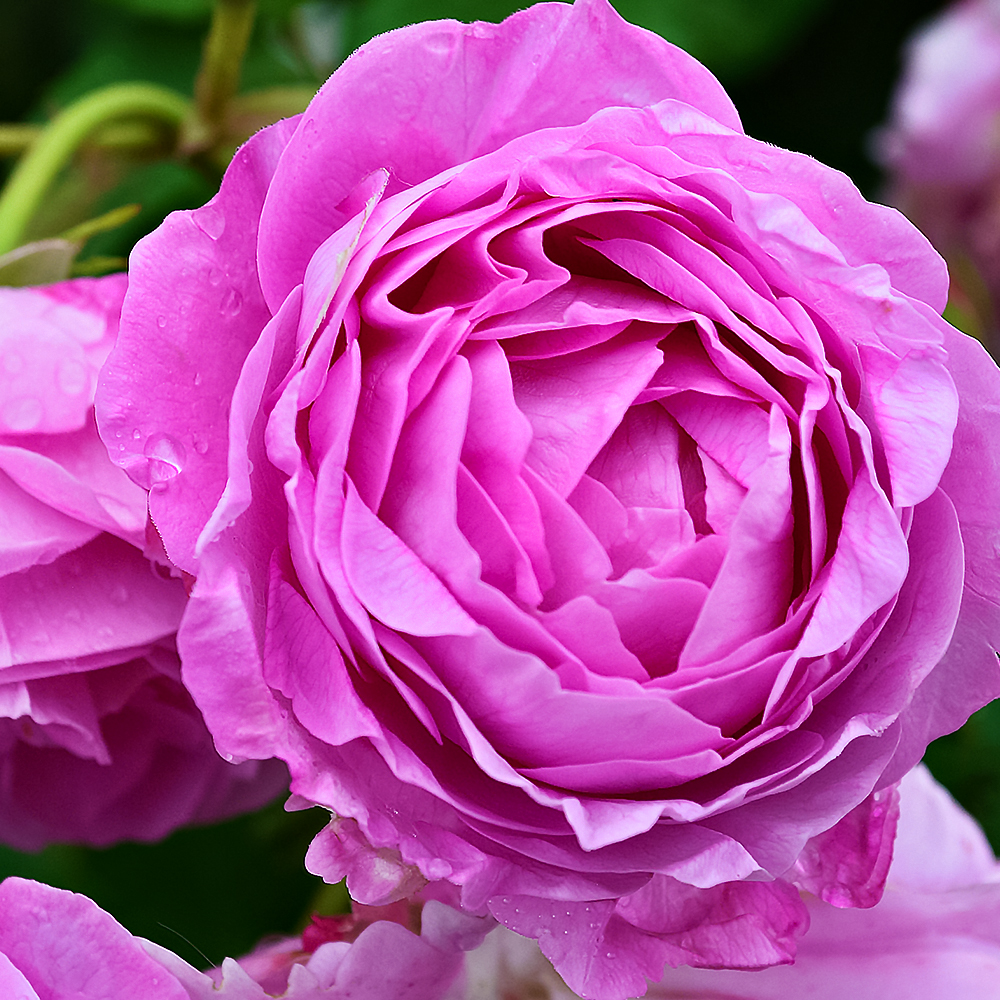 Роза плетистая для тени Луис Одьер № 1