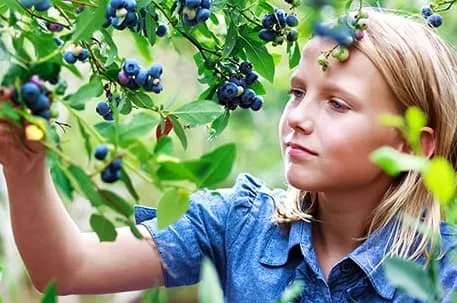 Как вырастить голубику: от посадки до сбора урожая