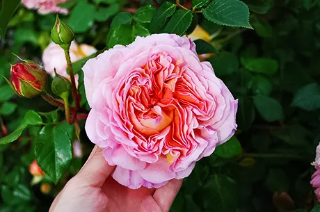 Посадка английских роз, выращивание и уход