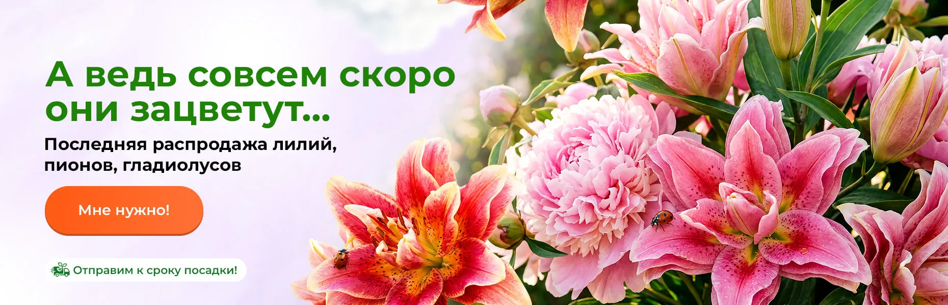 А ведь совсем скоро они зацветут... Последняя распродажа лилий, пионов, гладиолусов. Отправим к сроку посадки!