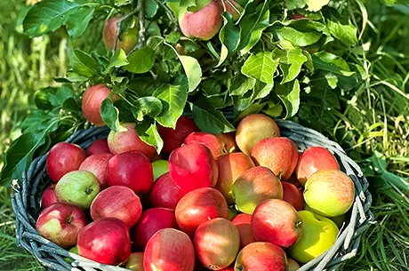 Как обрезать колоновидную яблоню