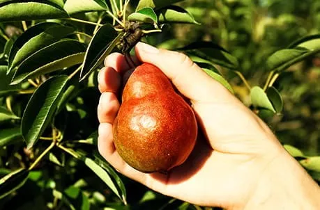 Низкорослые груши: какие сорта посадить, чтобы получить богатый урожай