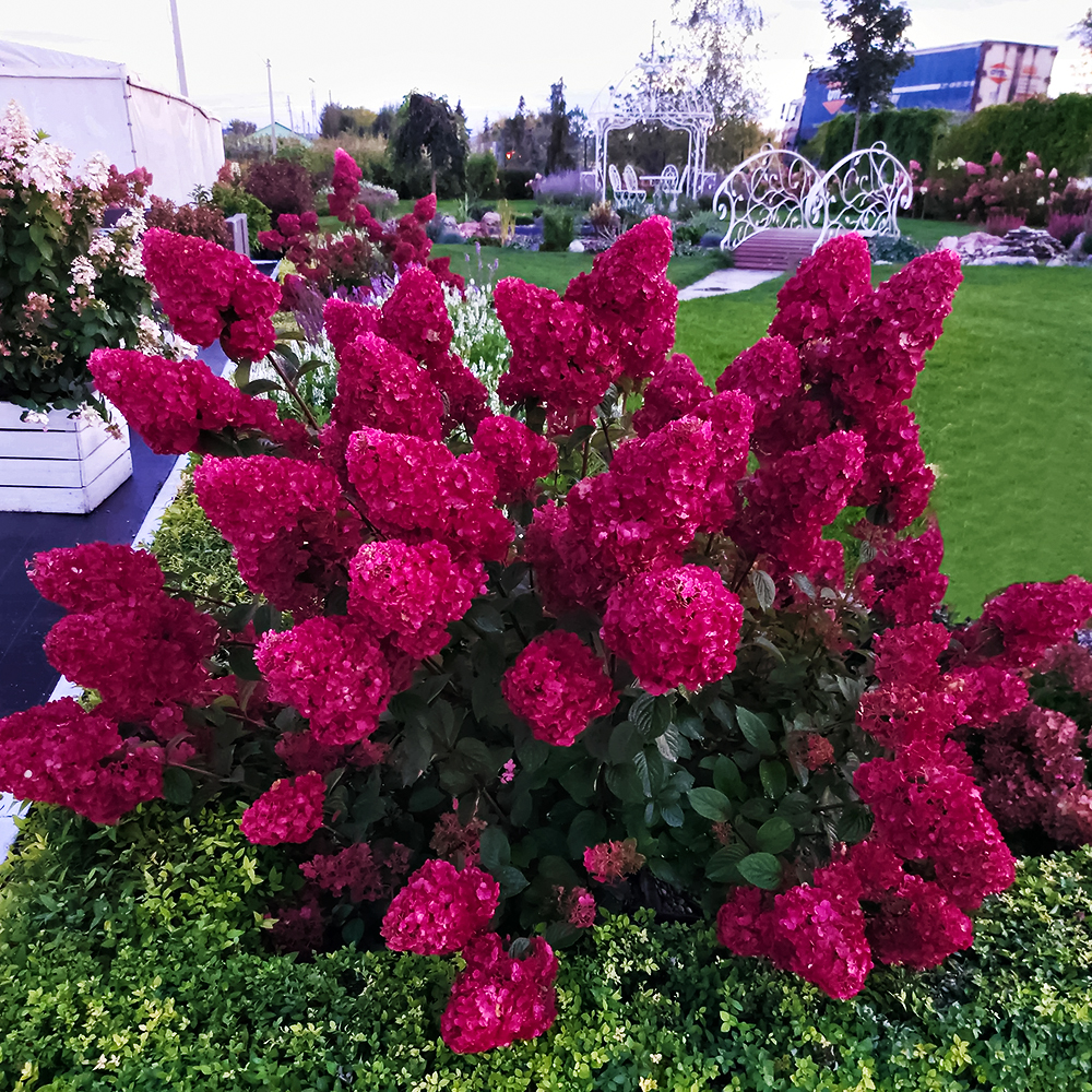 Гортензия метельчатая Самарская Лидия № 1