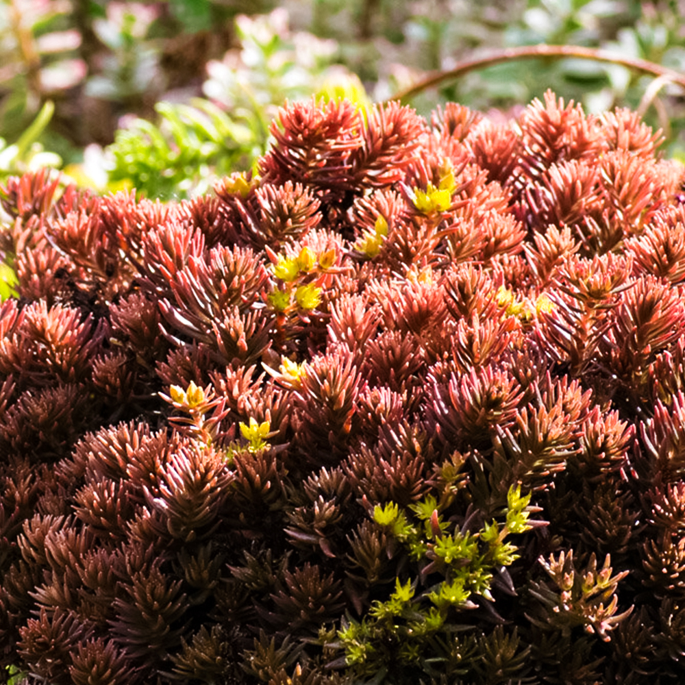Очиток (седум) гибридный Мокачино Болл № 1