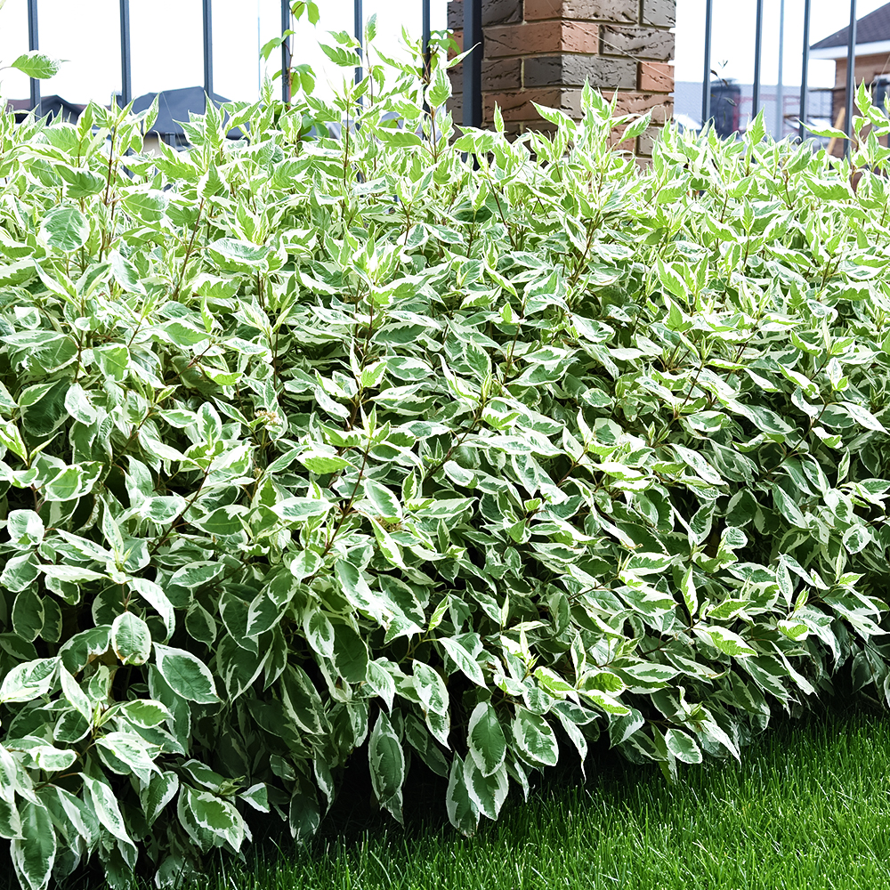 Дерен белый Элегантиссима № 1