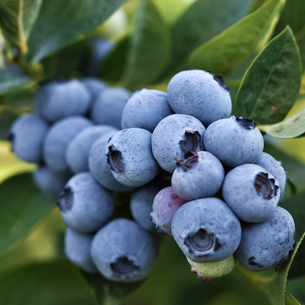 Голубика самоплодная Бригитта Блю № 1