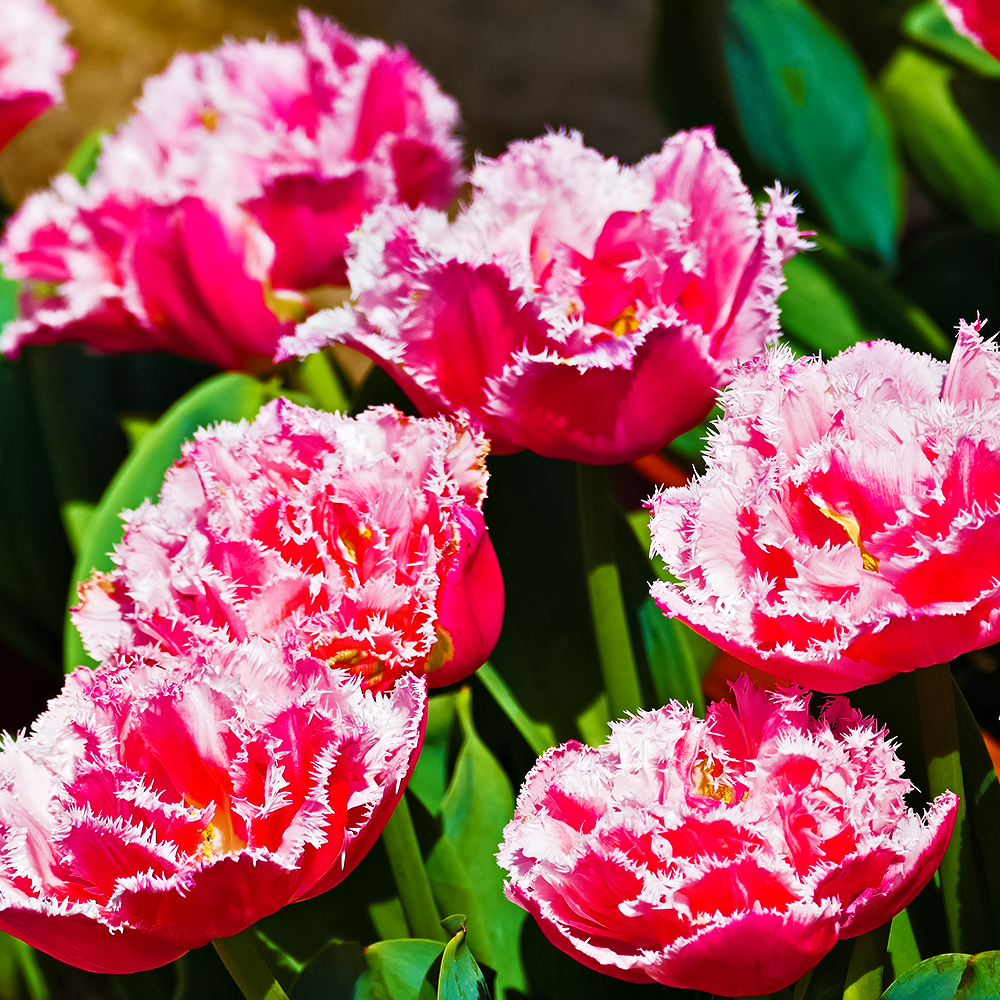 Тюльпан бахромчатый Нью Санта № 1