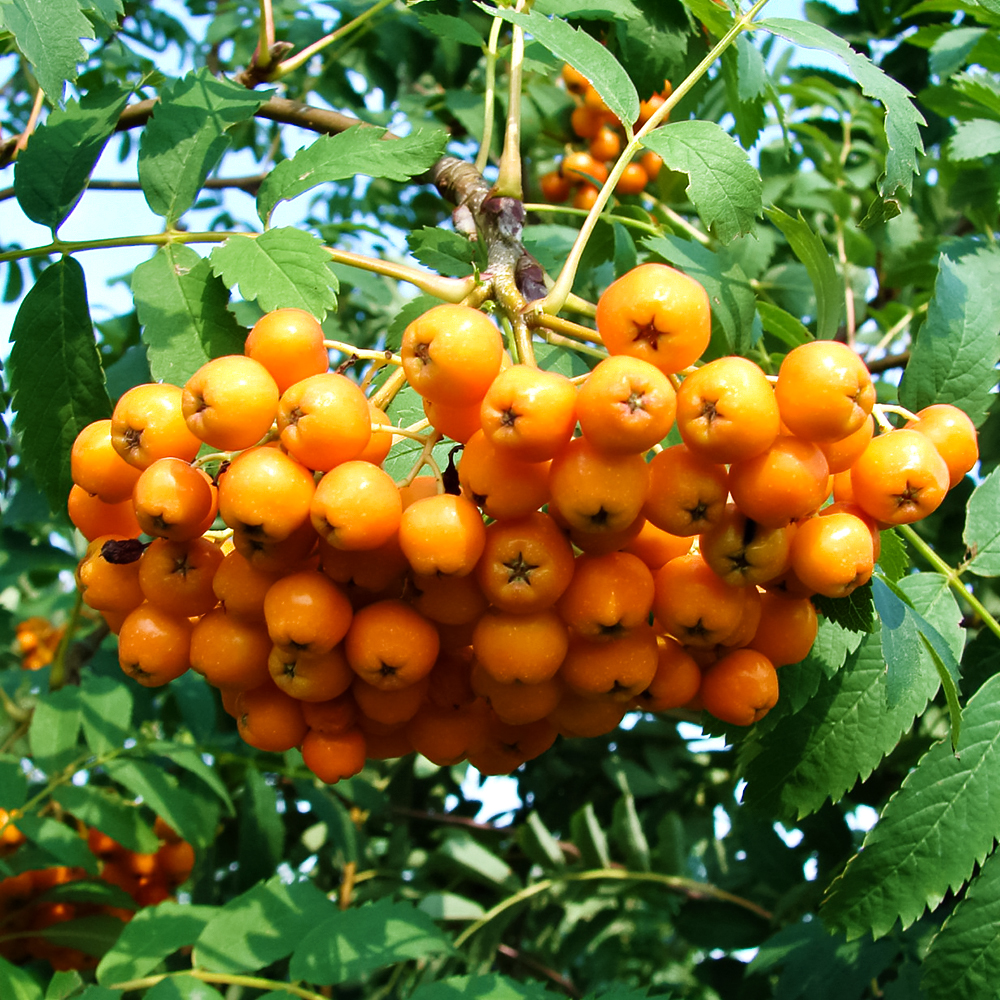 Рябина вкусная Невежинская Желтая № 1