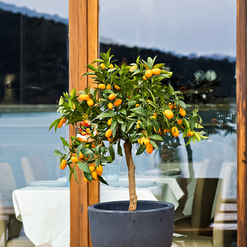 Кумкват комнатный со вкусной кожурой Тондо