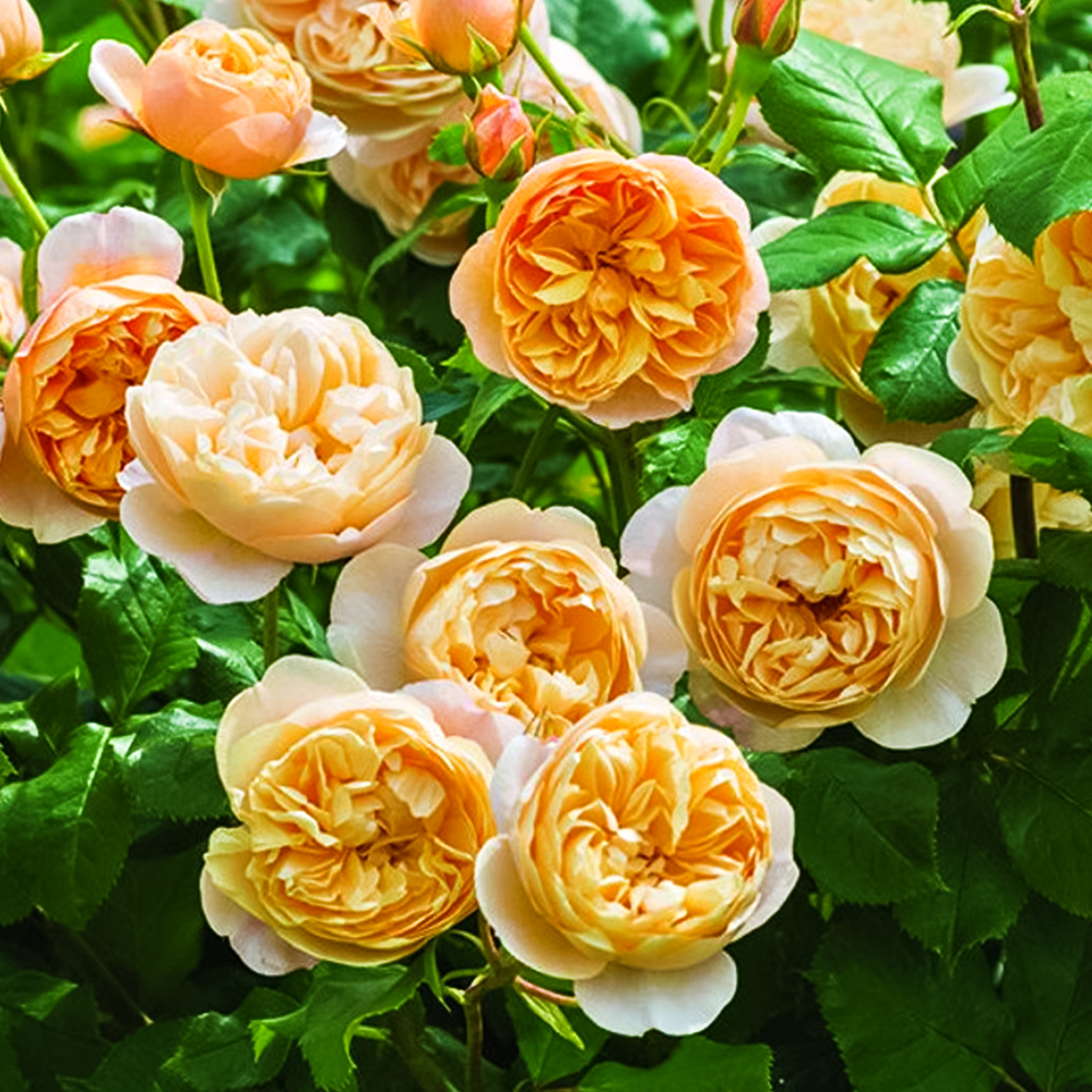 Роза английская Грэхам Томас № 1