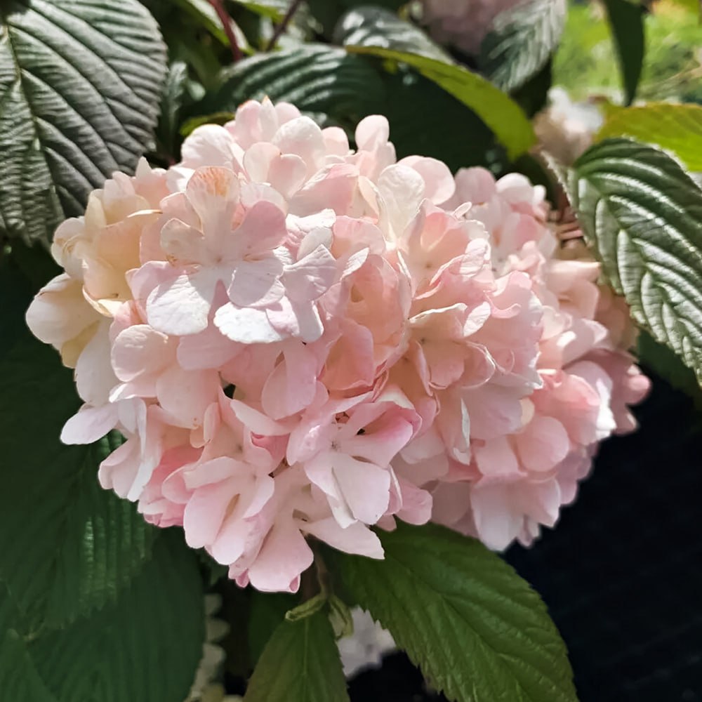 Калина обыкновенная Розеум (Бульденеж розовая)