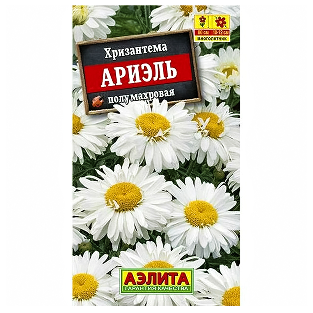 Хризантема Ариэль Аэлита № 1