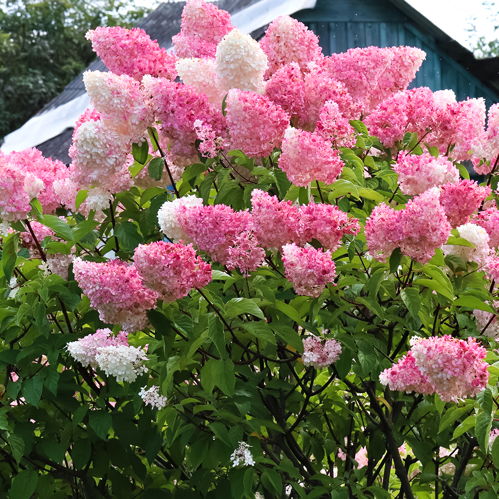 Гортензия метельчатая Ванилла Фрейз № 1